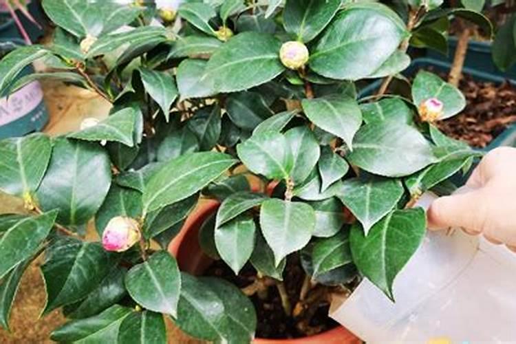 堆肥的两个阶段