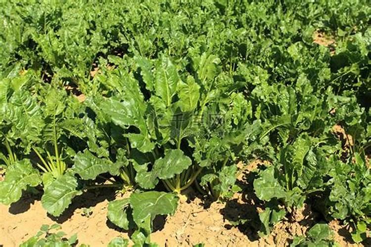 什么是氮肥 常见的氮肥有哪些