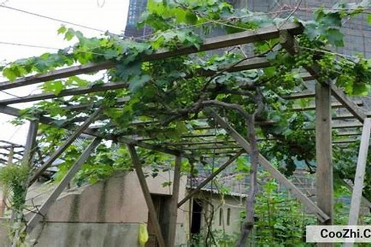 葡萄用什么配方的冲施肥