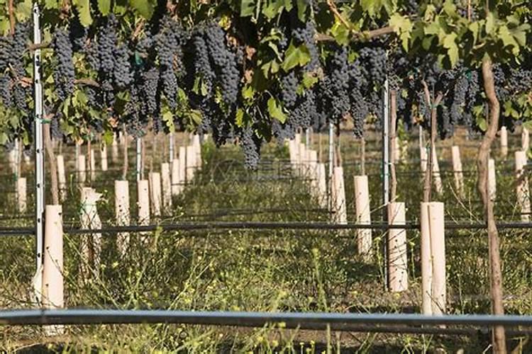 葡萄什么时候用冲施肥着色,增甜效果最好