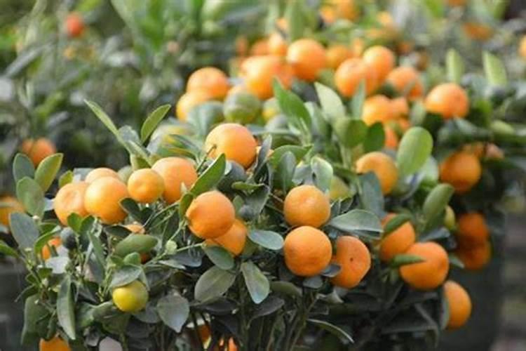 养花用的磷肥有哪些