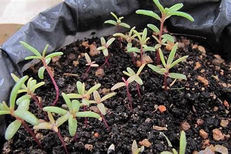 樱桃小西红柿幼果得了灰霉病,落果了,怎么治疗？？