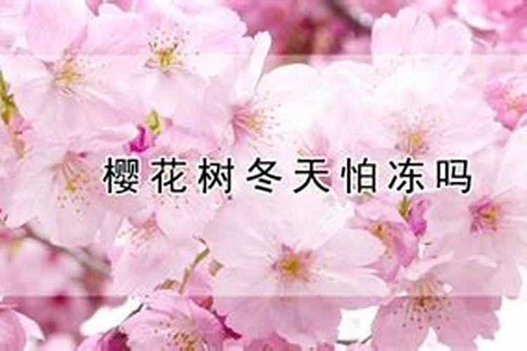 种植西红柿用什么肥料最好