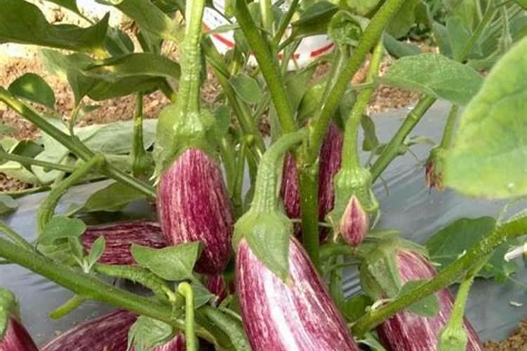 葡萄施什么肥最好