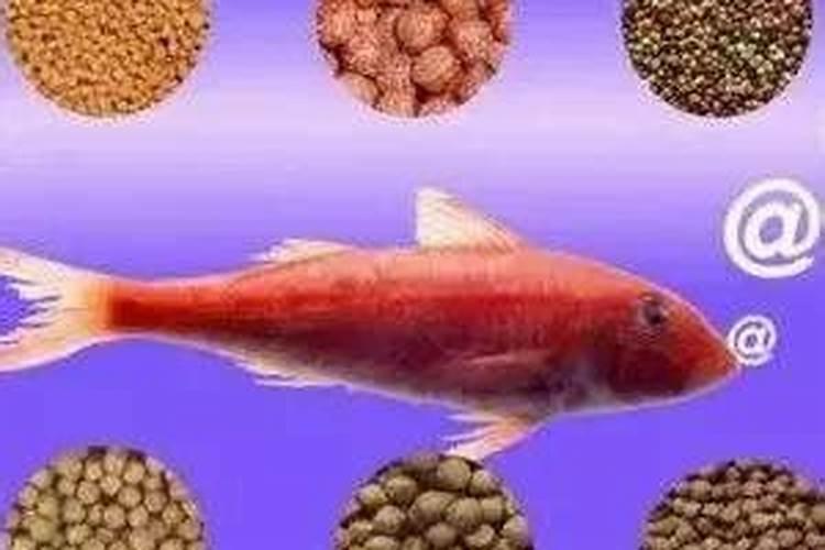 天然磷肥有哪些