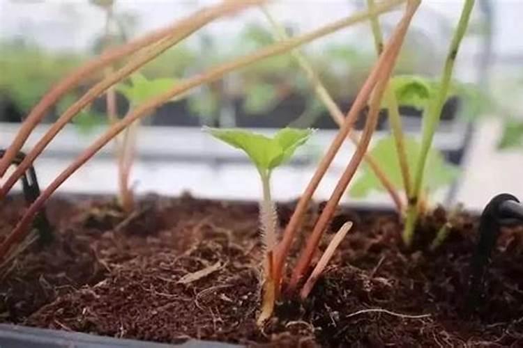 一盆花里放50粒复合肥行吗,花盆里复合肥放多了怎么补救