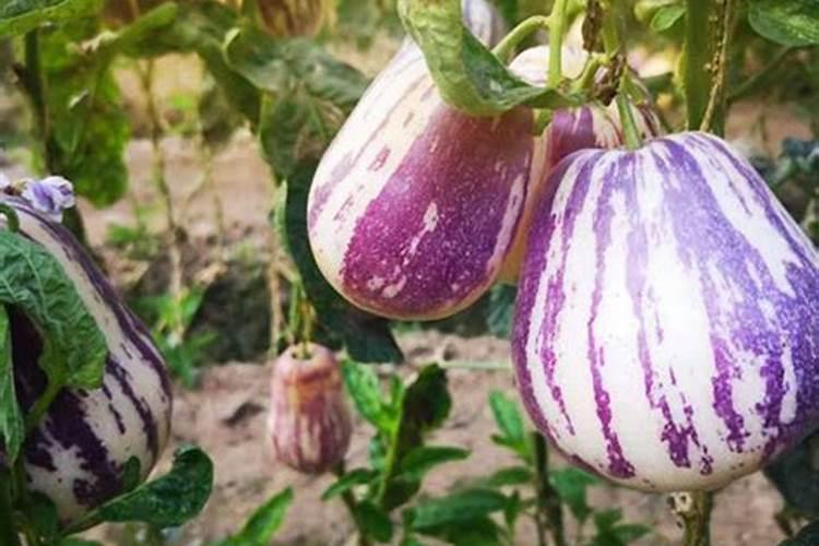 茄瓜种植方法是什么