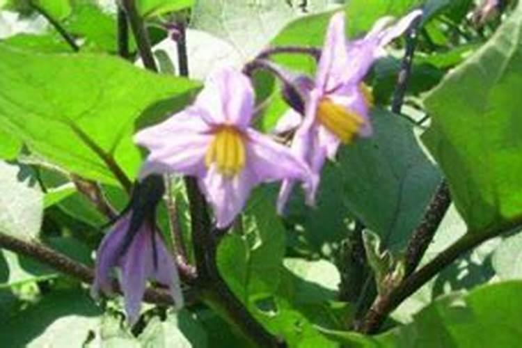 茄瓜种植方法是什么 坐果后重追肥