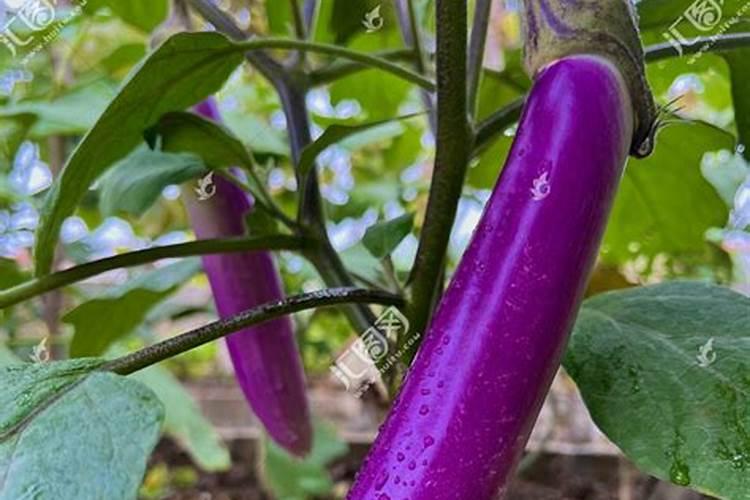 尿素喷叶面肥的用量