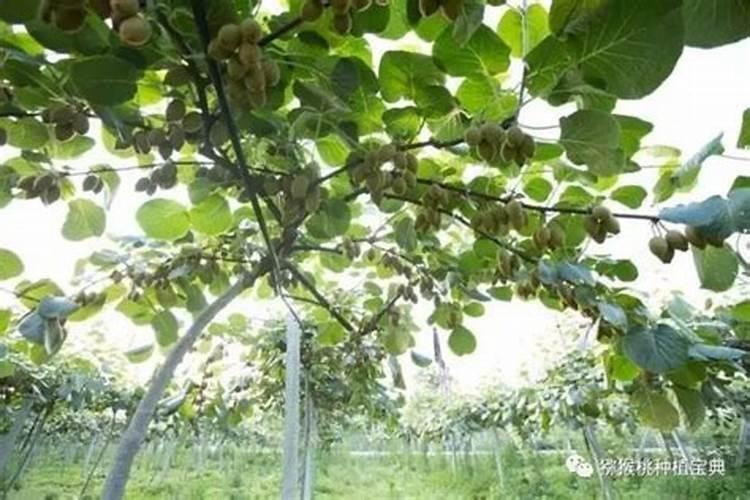现在种什么菜豌豆尖发芽后需要施肥吗？