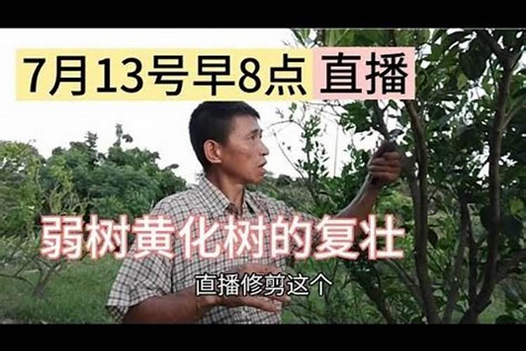 四年的猕猴桃树势弱用什么让树长旺？