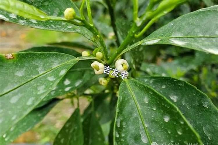 叶面肥什么时候打效果好