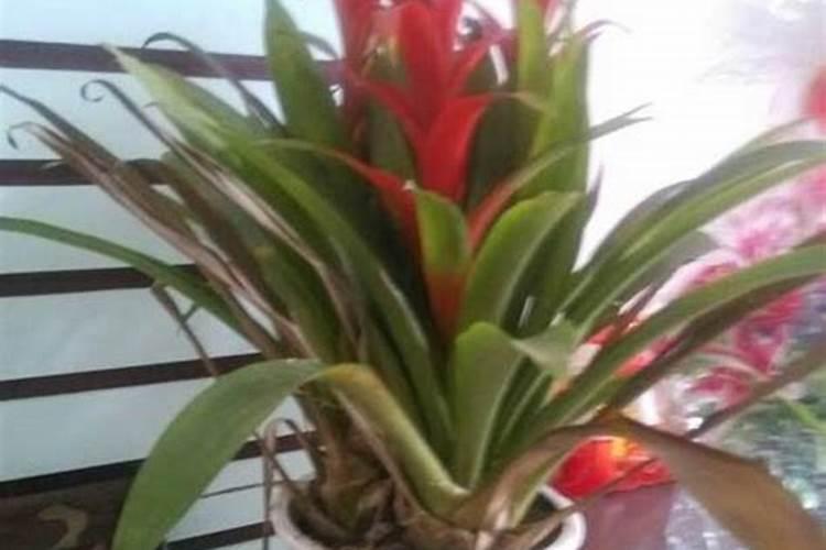 小麦越冬期使用芸苔素的时间