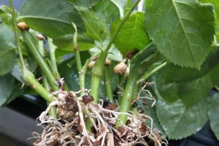 阳光玫瑰萌芽期用肥