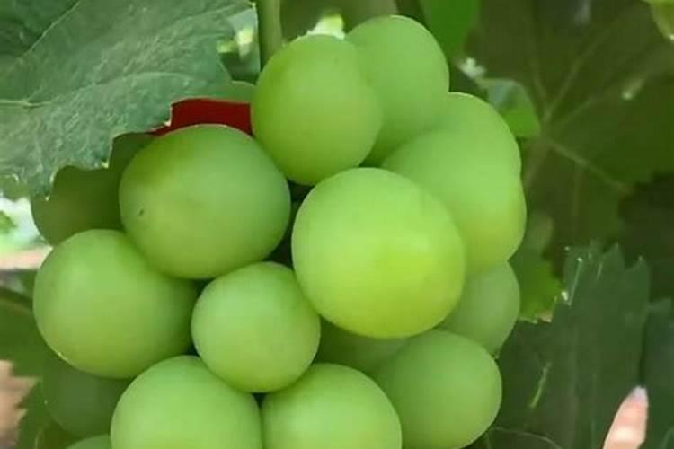 第一年阳光玫瑰栽培养殖方法 怎么养殖第一年阳光玫瑰