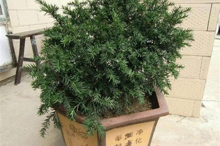 喷施磷酸二氢钾几天见效