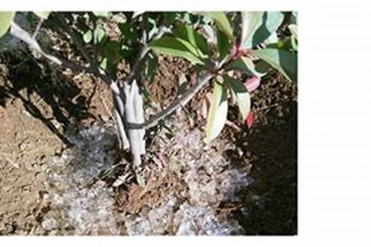 华潍旱地宝保水剂对土壤环境作用