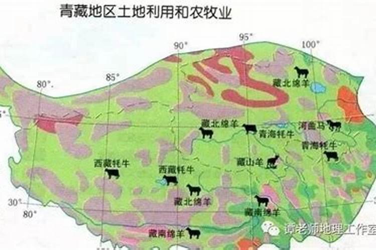园林绿化工程草坪每平方价格是多少