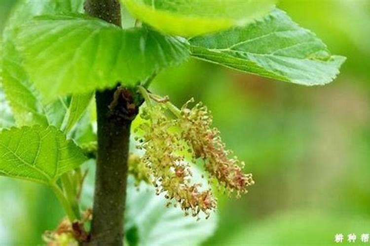 月季花浇水的正确方法