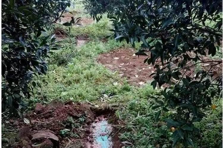 柑橘处于开花阶段适合施用何种肥料