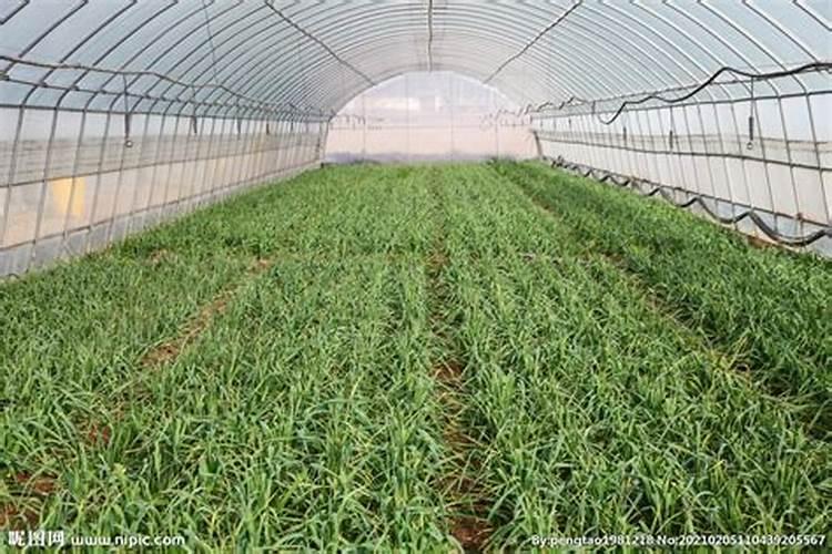 大蒜的施肥方法