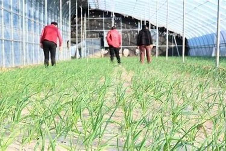 大蒜叶面肥喷什么肥最好