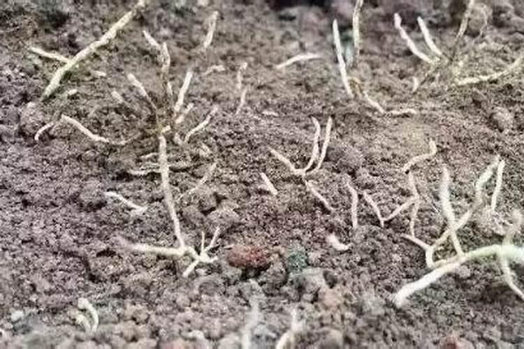 怎么分辨肥料种类