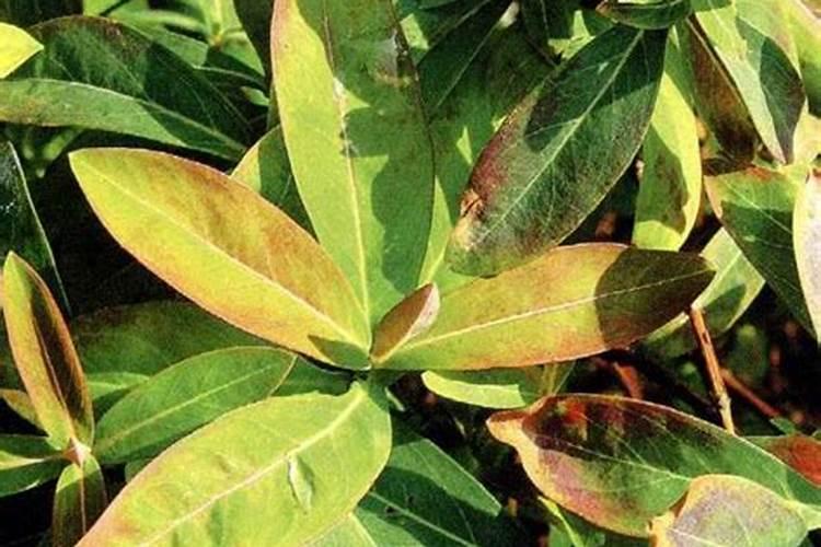 叶发黄使用什么肥料