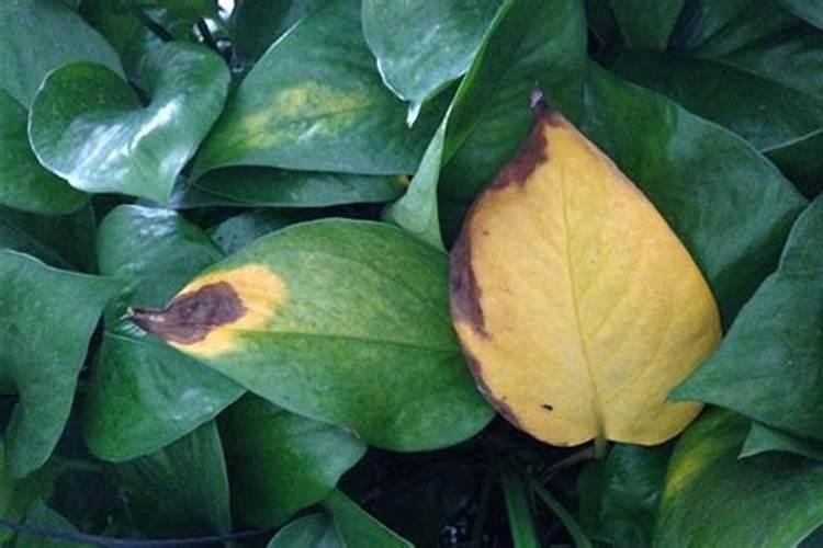 香樟树叶子发黄怎么办