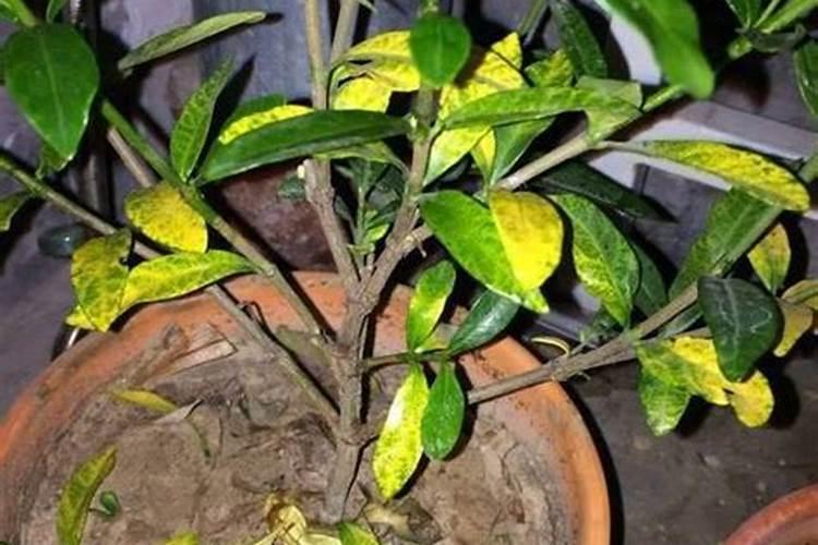 发财树叶子发黄怎么办？到底是什么原因造成的发财树叶子发黄。