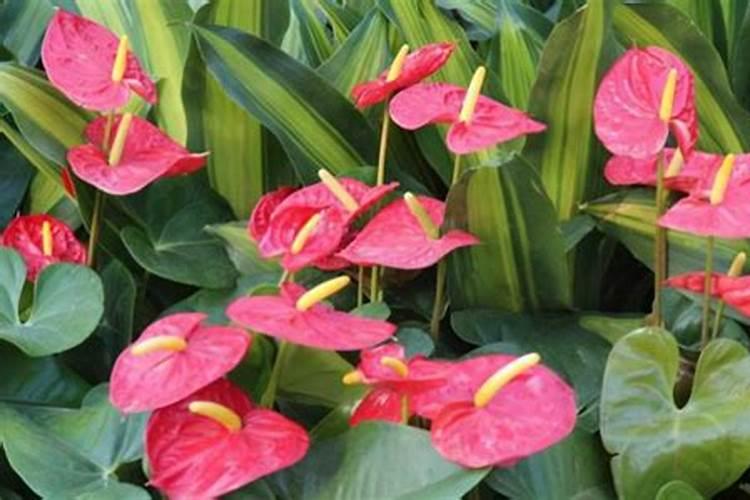 西兰花出现黄化米粒的问题要怎么处理才好