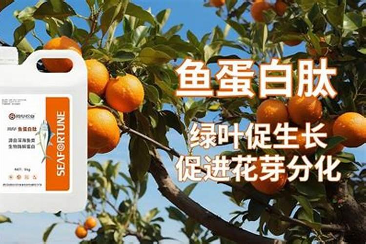 文心兰怎么养才能更旺盛