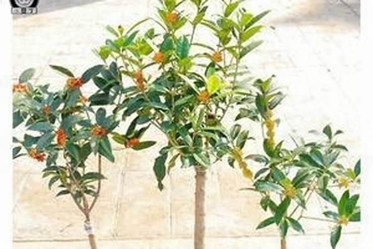 磷酸二氢钾含量分别是多少