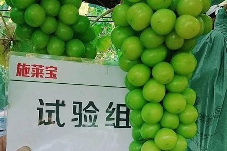 阳光玫瑰的施肥方案