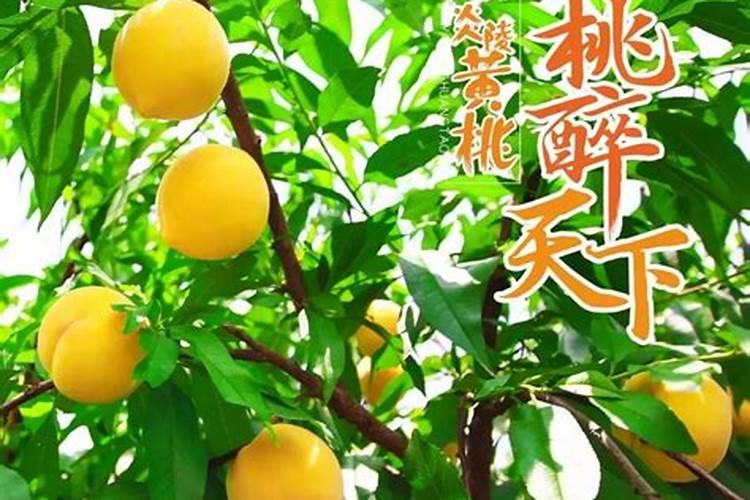 黄桃树三百根要果大需要多少钾肥呢？