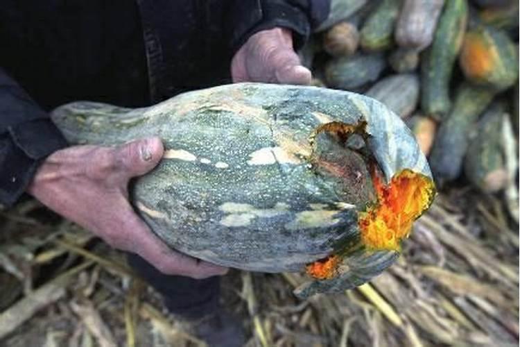 烂南瓜能做肥料吗