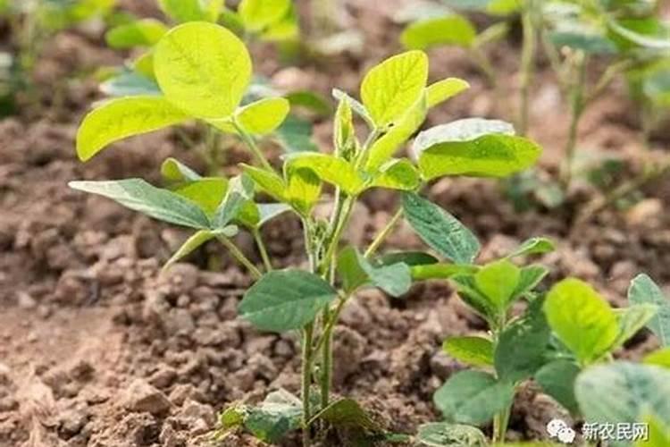 叶面肥什么时间喷好啊？