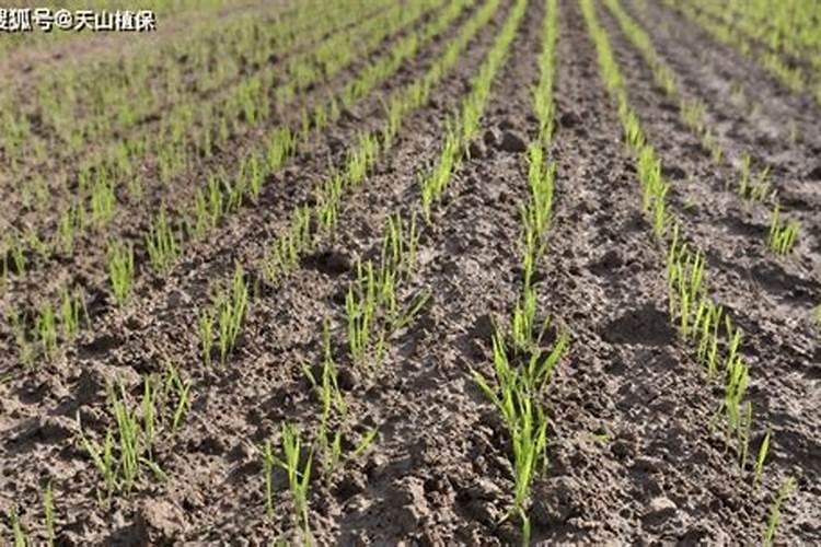 小麦叶面肥喷施时间