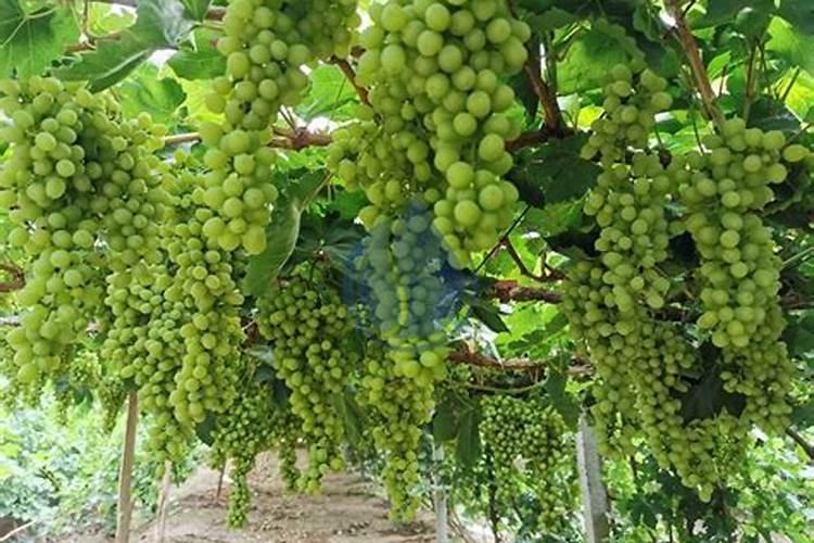 花果动力是什么叶面肥