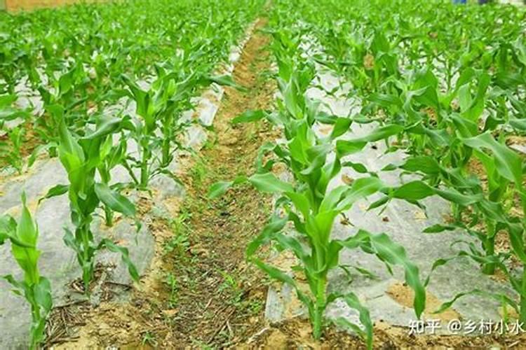 玉米(苞米)打什么叶面肥？什么时期打？
