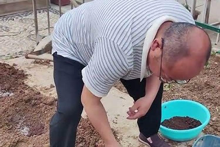 香菜几天浇一次水？几天浇一次水