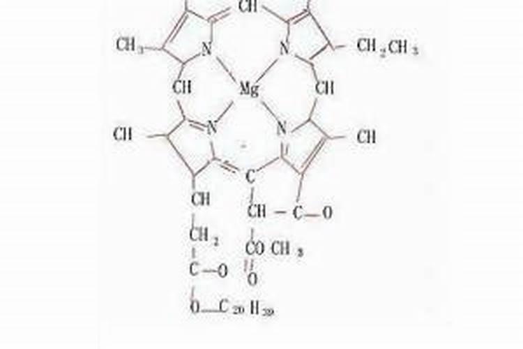 叶绿素的成分是什么,含蛋白质吗