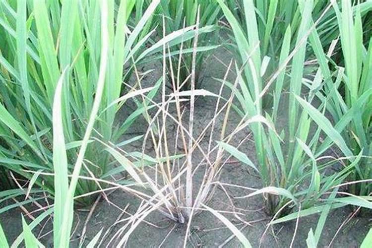 泡桐树树浆有什么用？