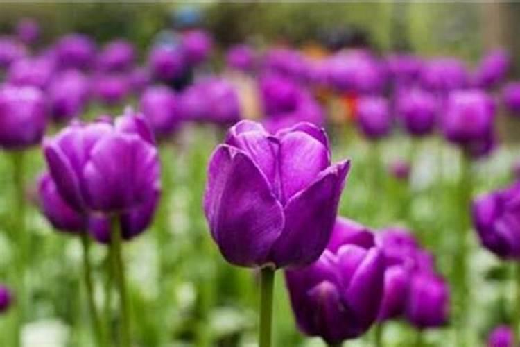 郁金香如何施肥？