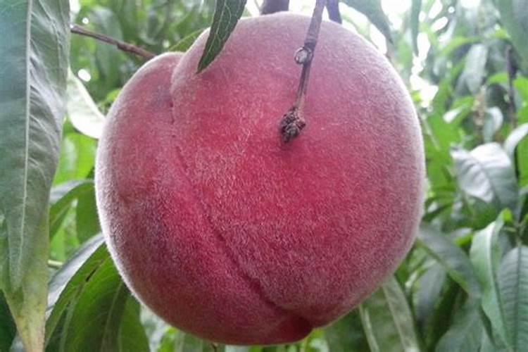 大棚桃树花后坐果期如何管理？