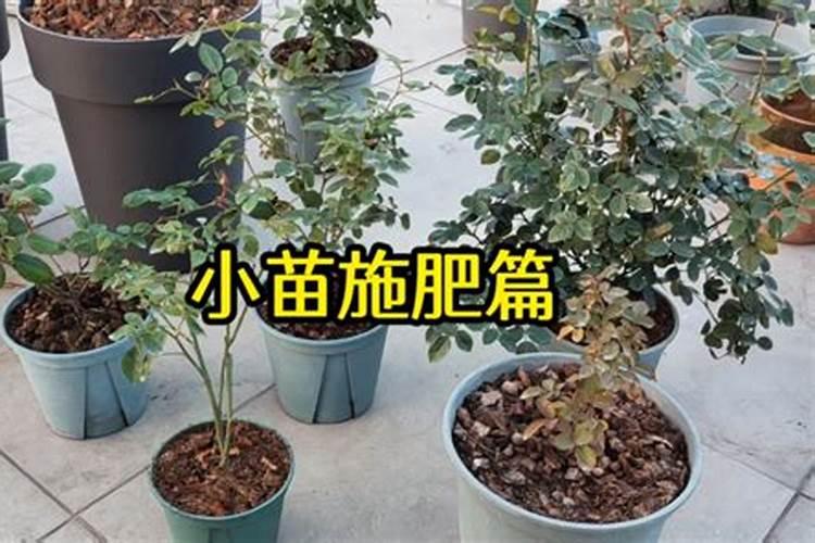 月季小苗施肥时间和方法