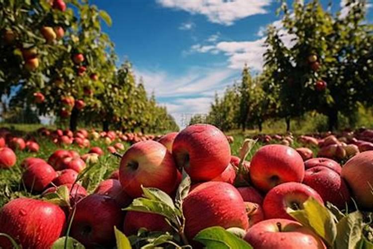 水溶肥啥时候用比较好