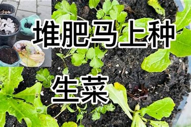 花盆种菜怎么施肥 花盆种菜如何施肥