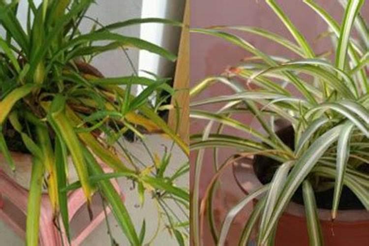 黄瓜苗期怎样管理？