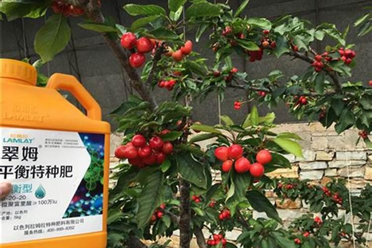 樱桃大棚结束后冲施高磷水溶肥可以吗有毒吗？